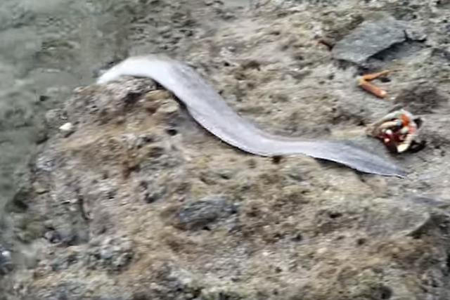 まるでヘビみたい 釣り人驚愕間違いなし 陸にあがったウツボの衝撃的な映像を大公開 動画