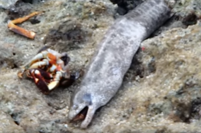 ウツボ　カニ　写真