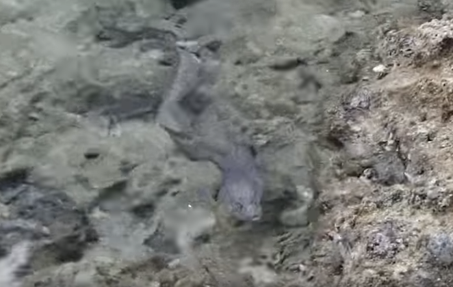 ウツボ　海　写真