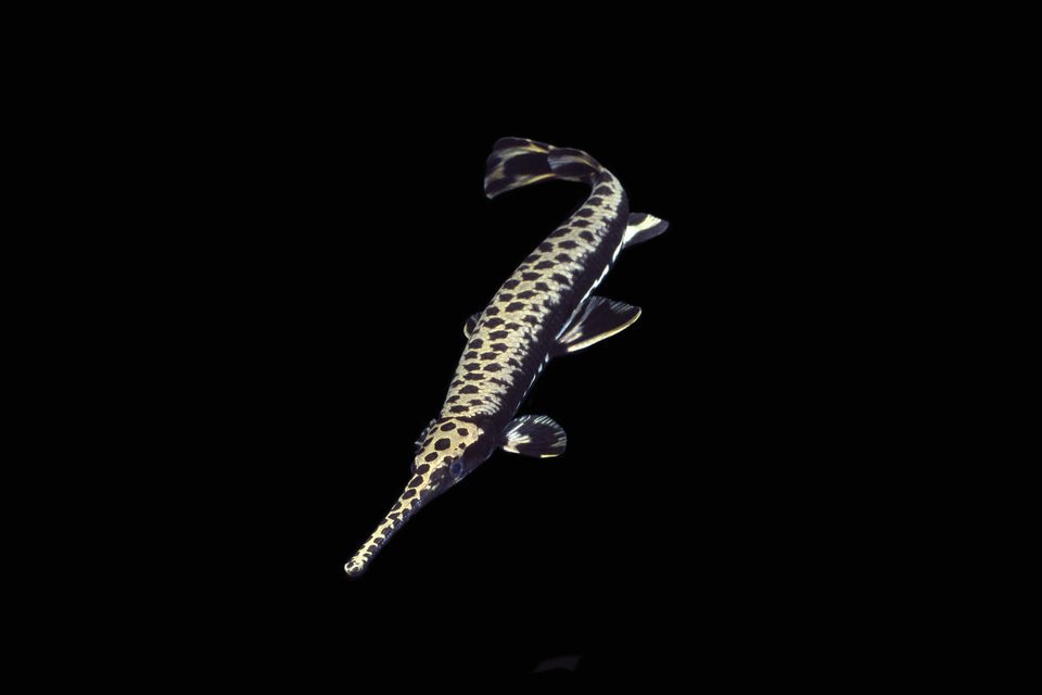 ガーパイク 写真