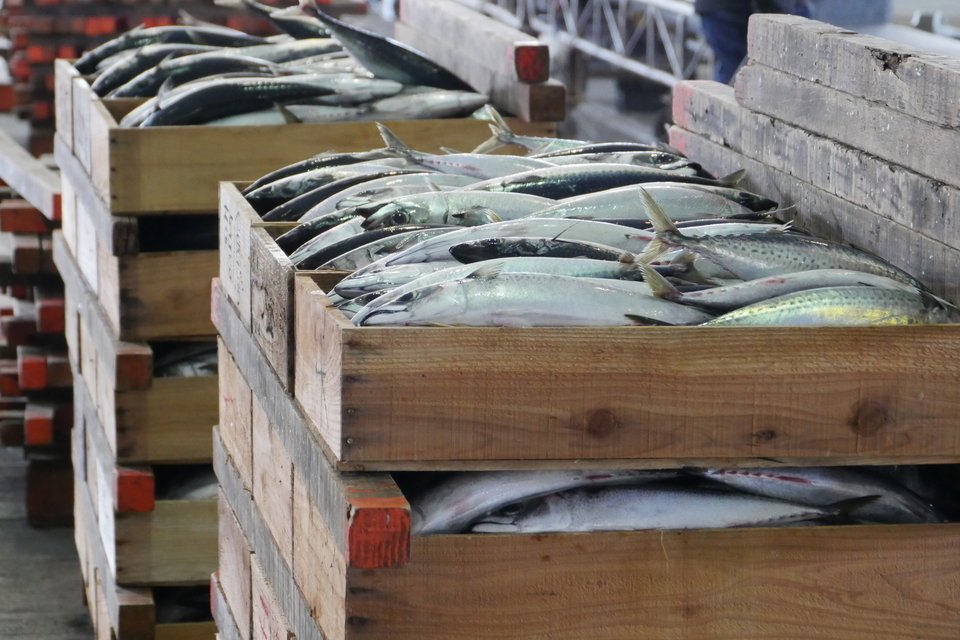 サバ　市場　写真