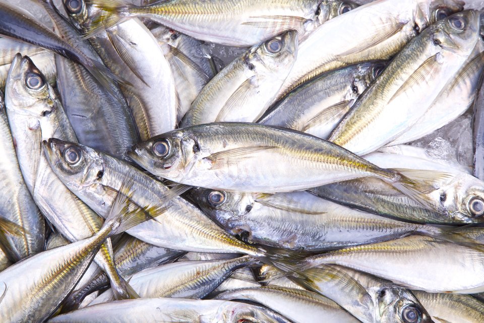 アジ　魚