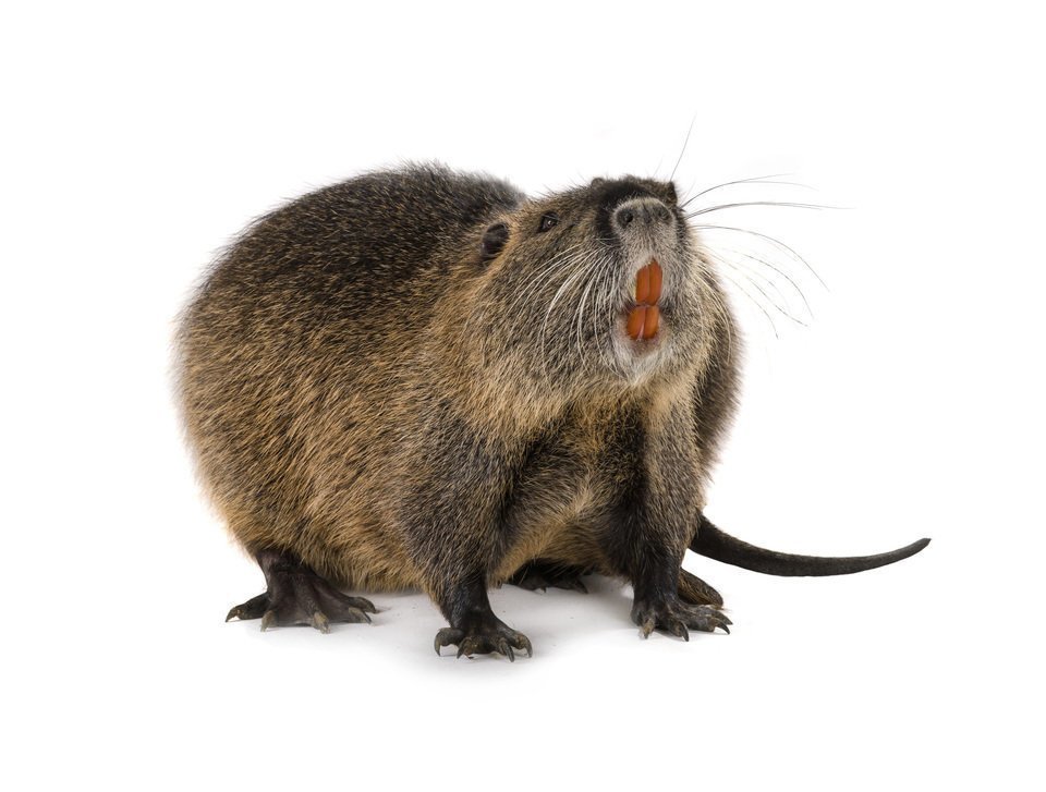 ヌートリア　歯　写真