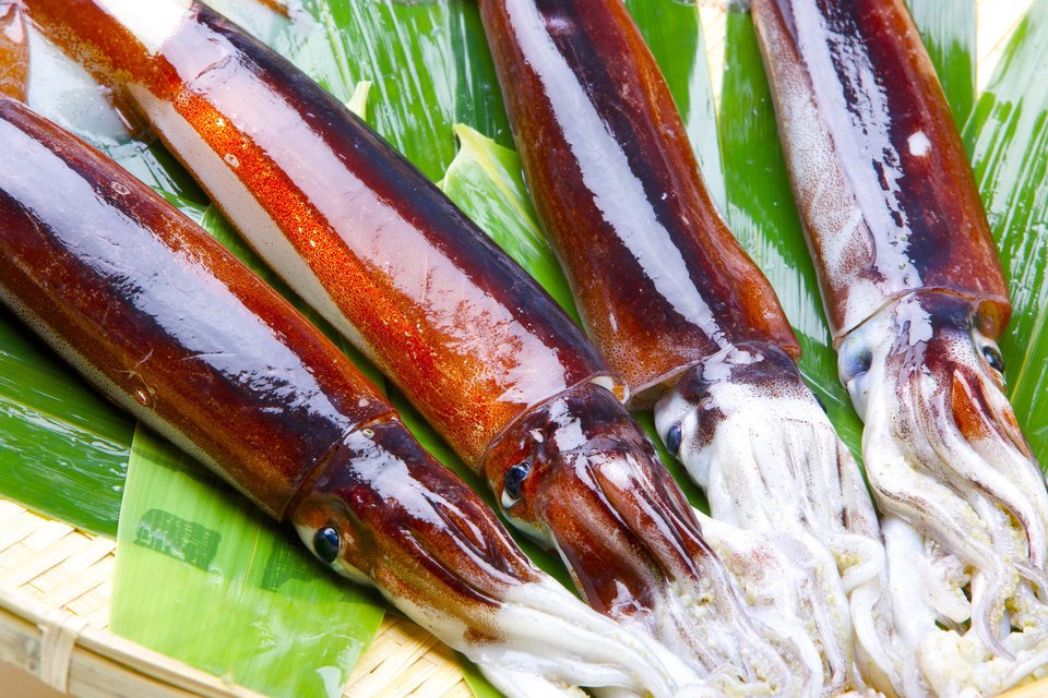 スルメイカ　写真