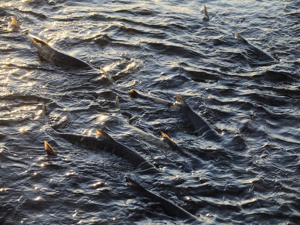 サケ　遡上　写真