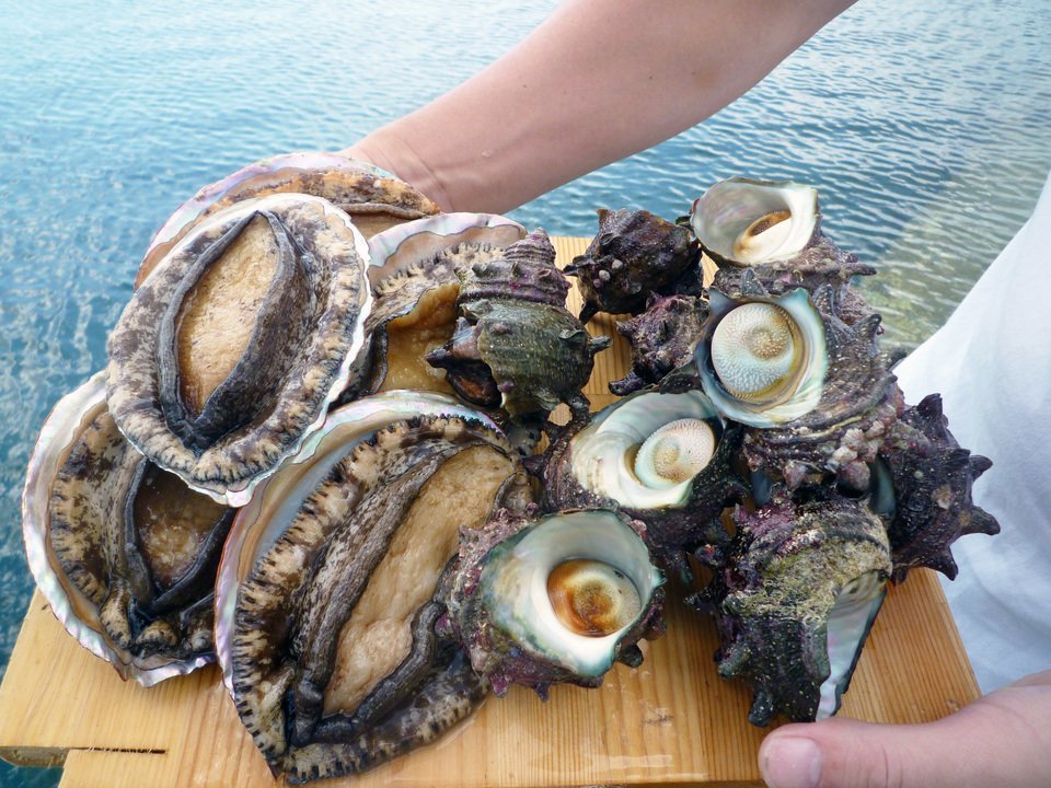 アワビ　サザエ　写真