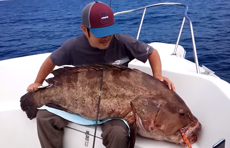 カンナギという魚はマハタの老成魚だった 1m超の巨大魚 カンナギってどんな魚