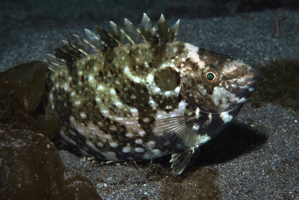 釣り人注意 釣れても素手で触ってはいけない毒あり魚をご紹介 刺された時は応急処置が重要です 動画