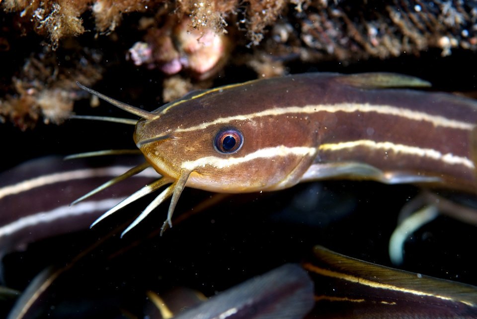 釣り人注意 釣れても素手で触ってはいけない毒あり魚をご紹介 刺された時は応急処置が重要です 動画 釣りまとめアンテナ 釣り人注意 釣れても素手で触ってはいけない毒あり魚をご紹介 刺された時は応急処置が重要です 動画 釣りまとめアンテナ