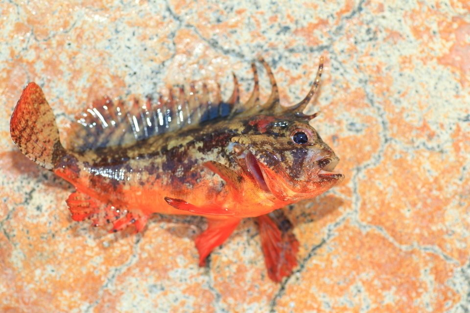 釣り人注意 釣れても素手で触ってはいけない毒あり魚をご紹介 刺された時は応急処置が重要です 動画