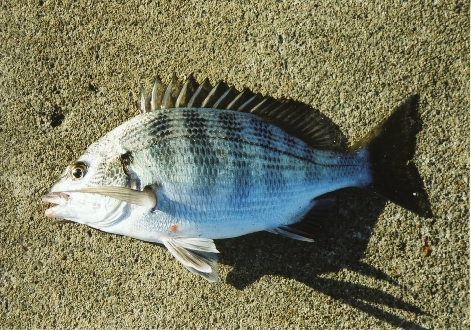 クロダイ　写真