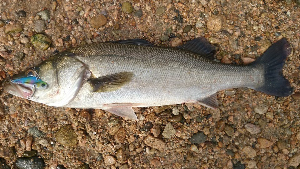 シーバス　写真