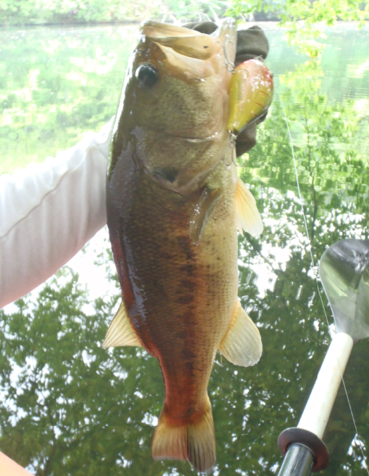カヤックフィッシングならバスがカンタンに釣れる