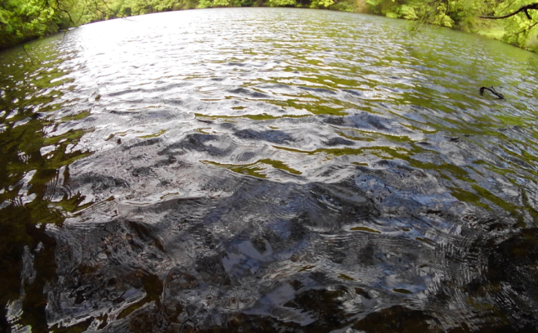風で荒れる水面