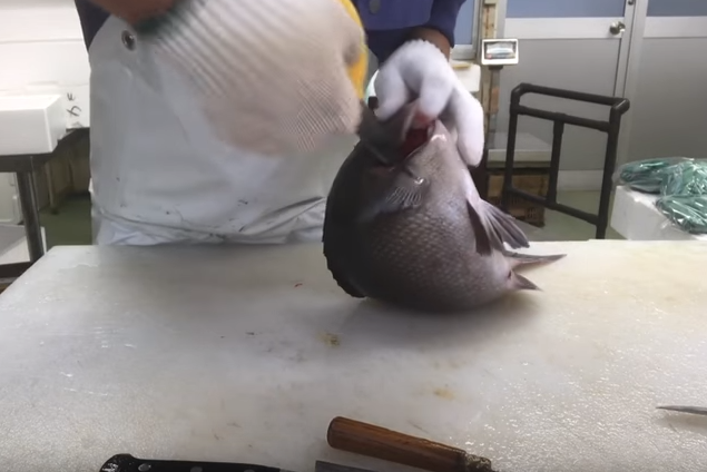あなたの魚の締め方や血抜きの方法は間違っているかもしれない 正しい方法を復習しよう 動画