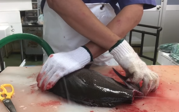 魚　人　手　写真