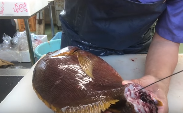 魚　人　手　写真