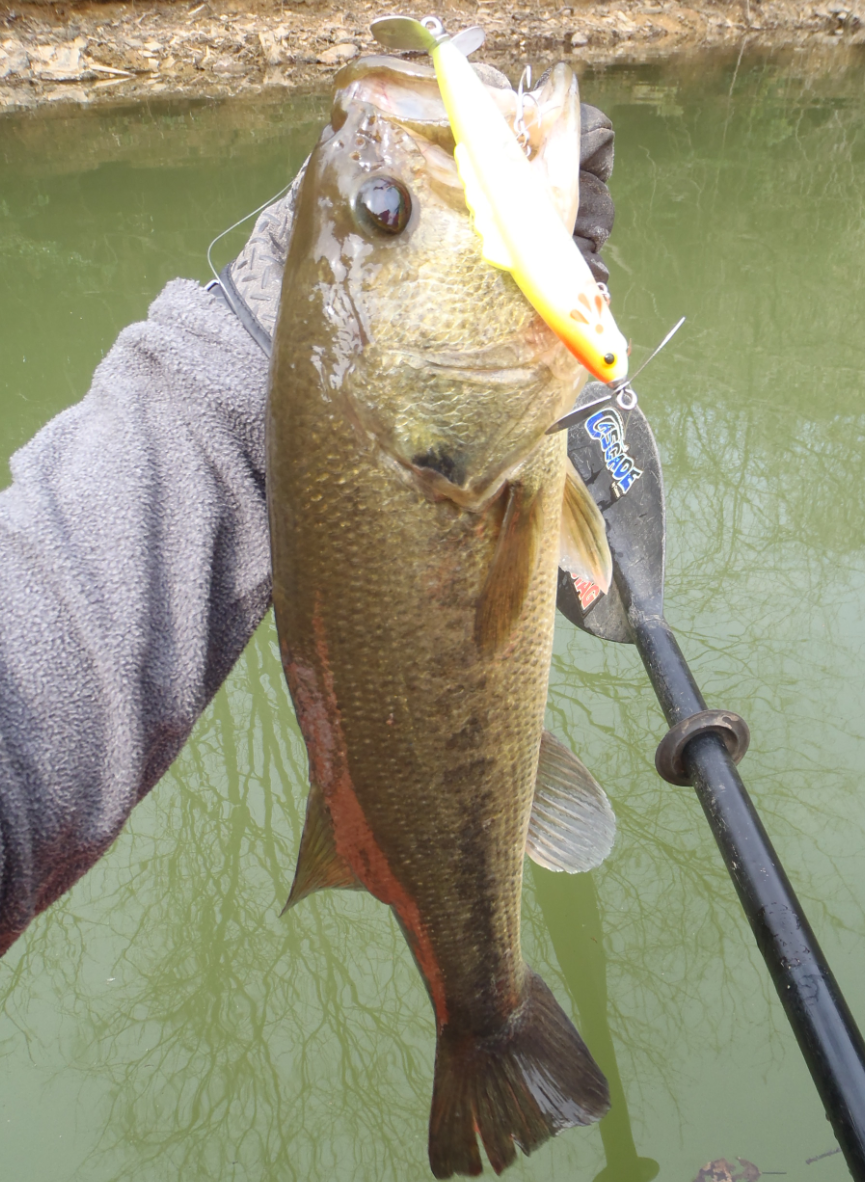 バス　ルアー　写真