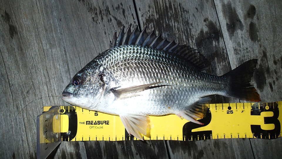 クロダイ　写真