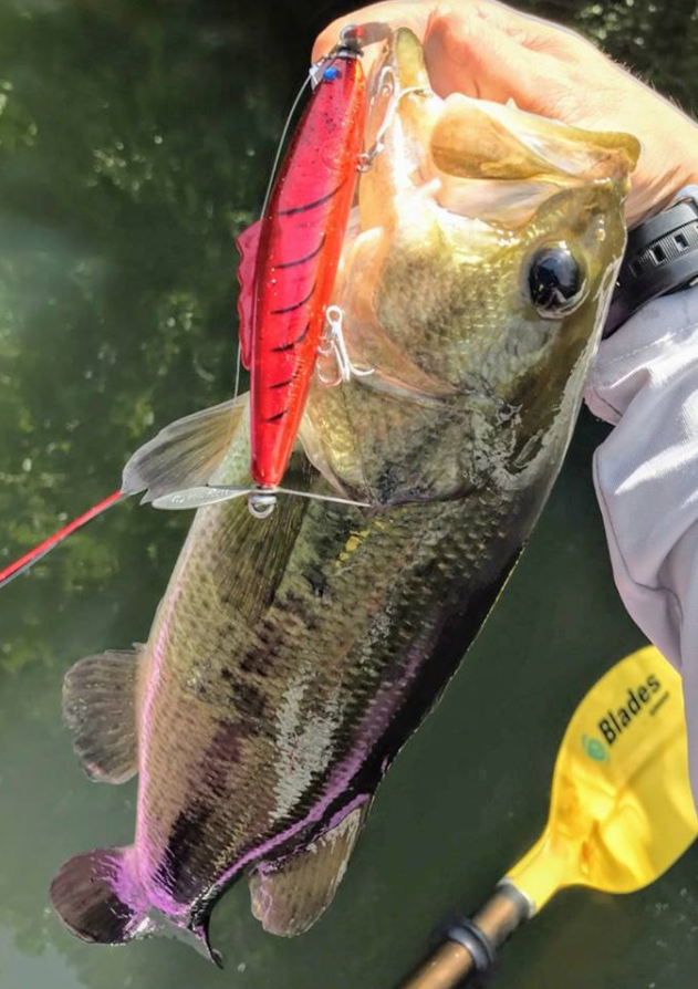 バス ルアー 写真