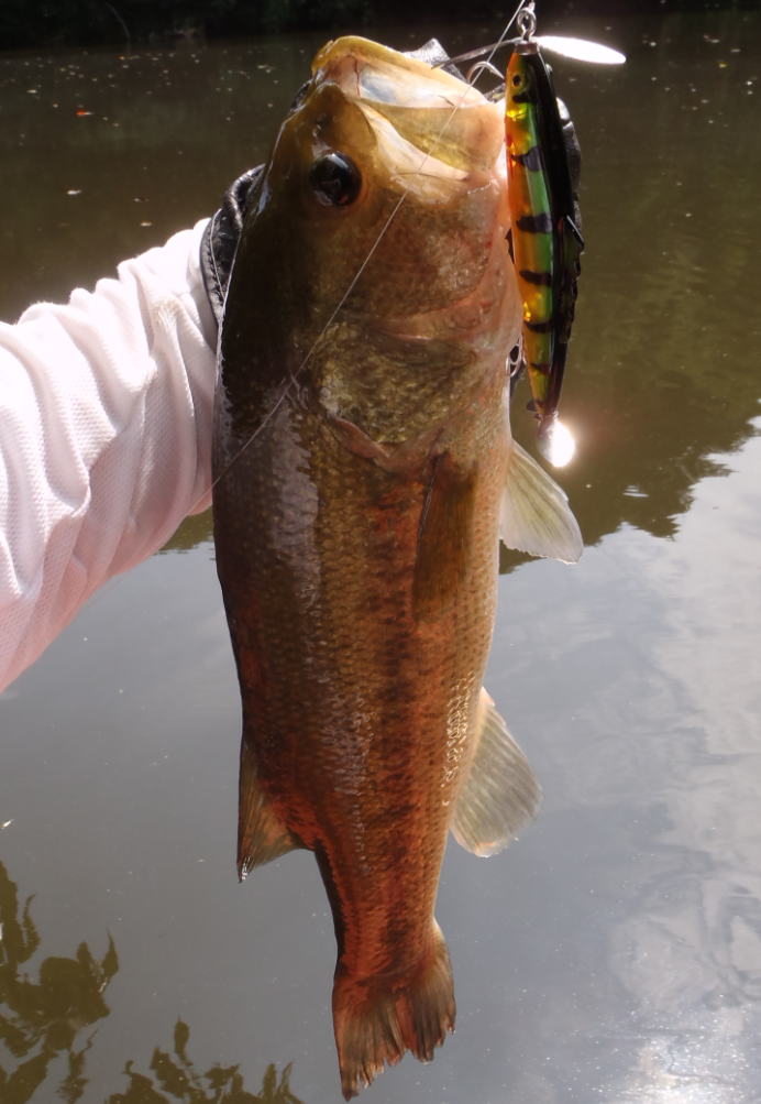 バス ルアー 写真