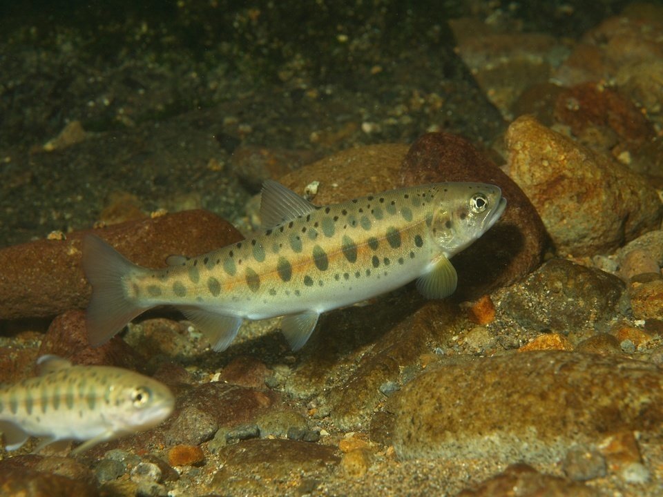 フライフィッシング ヤマメ 魚 写真