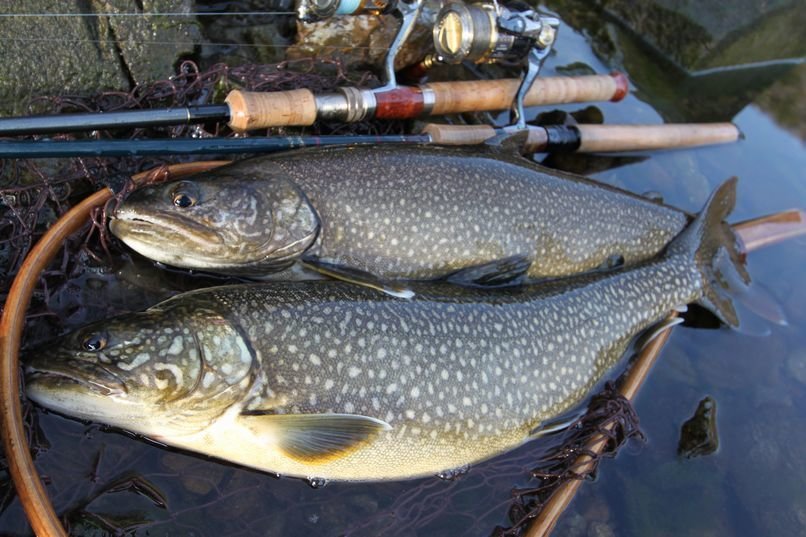 トラウト　釣果　写真