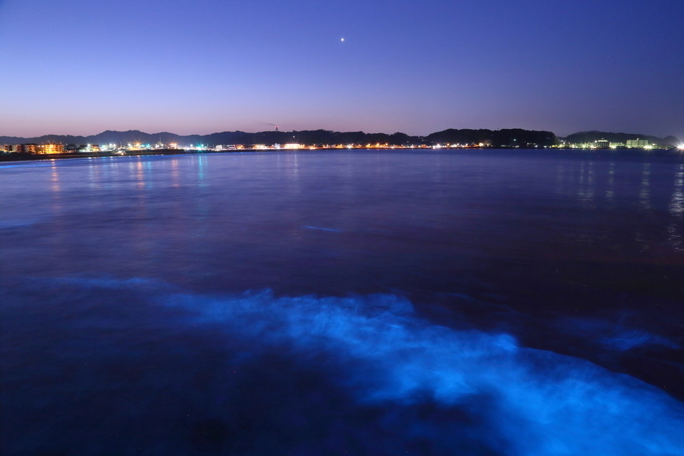 横浜で赤潮が発生 魚が釣れない理由や夜に見られる夜光虫について解説します