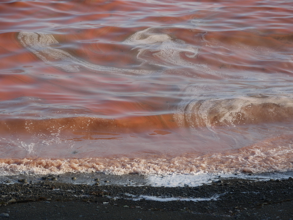 赤潮　写真