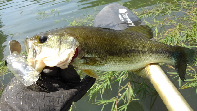ルアー　バス　写真