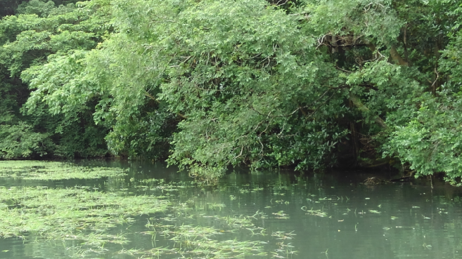 ウィード　木　写真