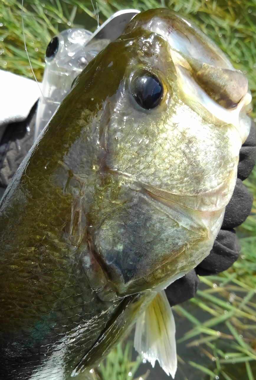 バス　ルアー　写真