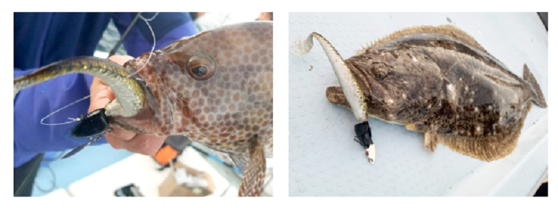 ジグヘッド　ワーム　魚　写真