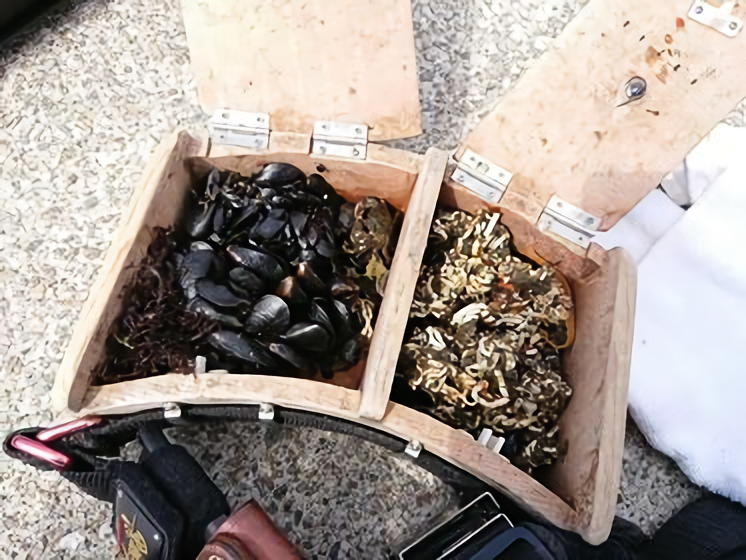 イガイ　イワガニ　パイプ　写真