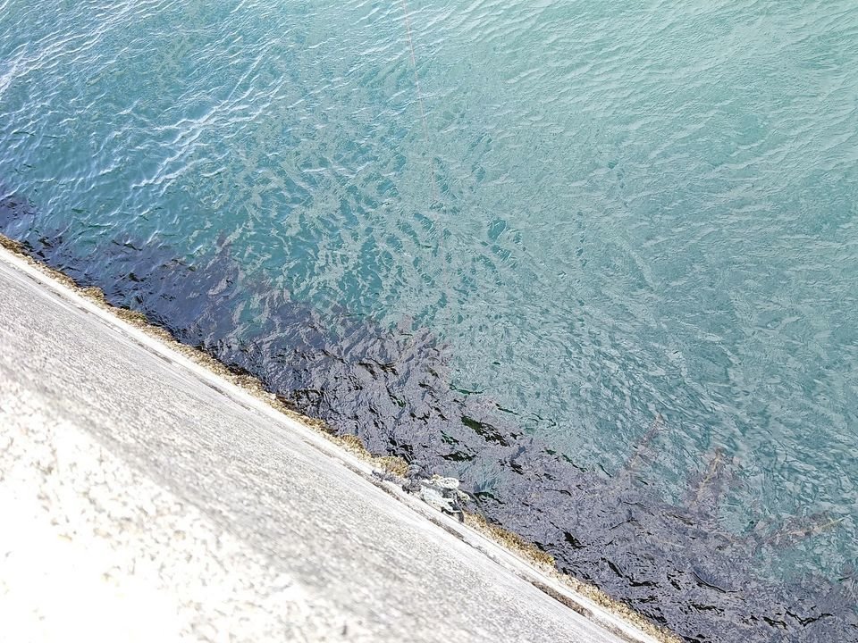 海　海藻　写真