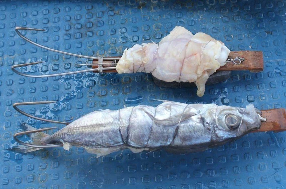 タコ釣り　エサ　写真