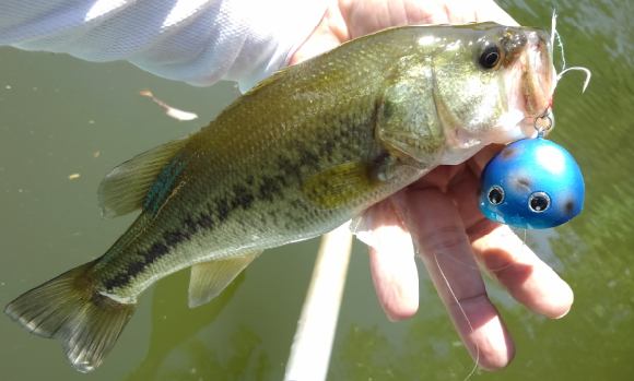 ルアー　バス　写真