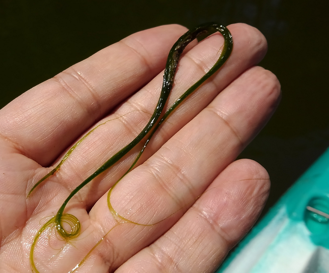 ウィード　写真