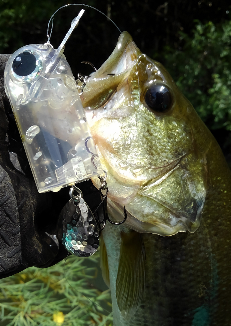 バス　ルアー　写真