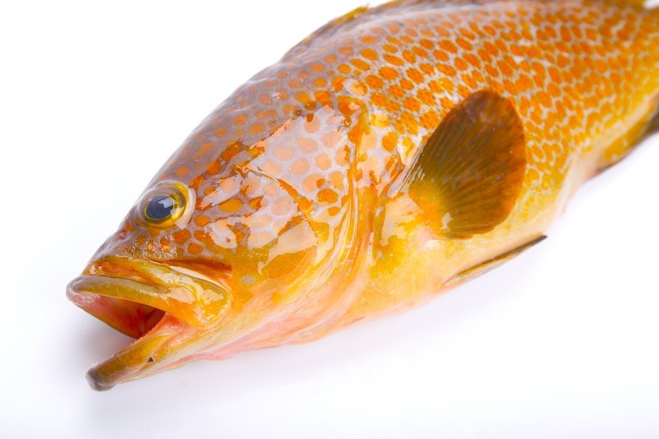 キジハタ　アコウ　写真