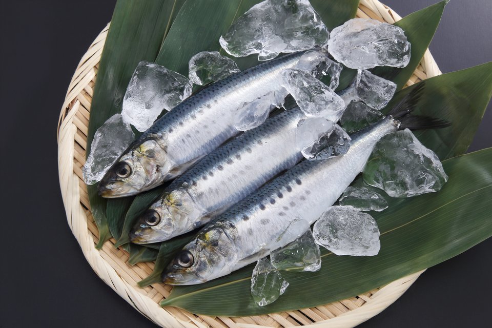 イワシ　写真