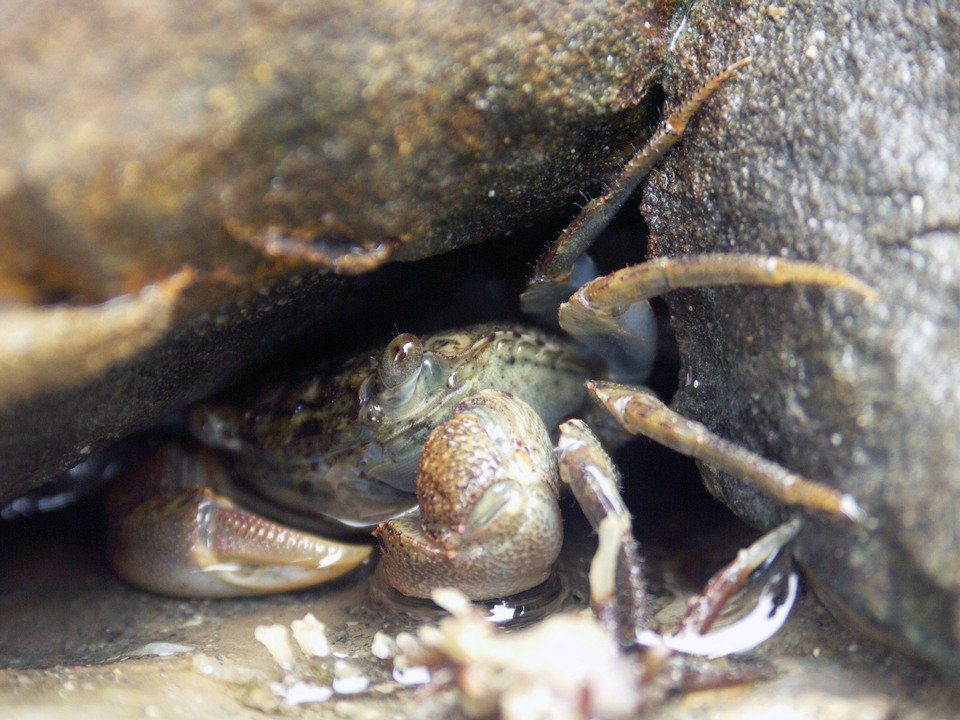 カニ 岩場 写真