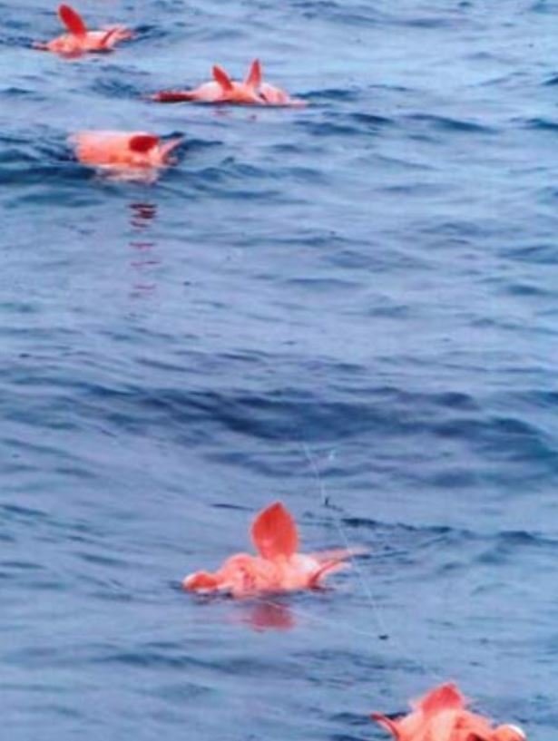 アコウダイ釣りに挑戦してみませんか 深海の王様の釣り方やおすすめの食べ方まで徹底解説します