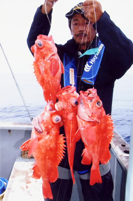 アコウダイ　男性　写真