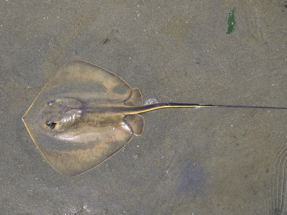 アカエイの写真