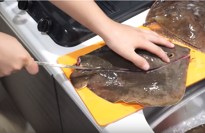 アカエイの捌き方や食べ方って知ってる リリースしちゃう前に知っておきたい豆知識をご紹介