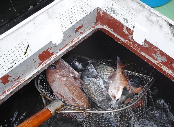 イケス　魚　写真