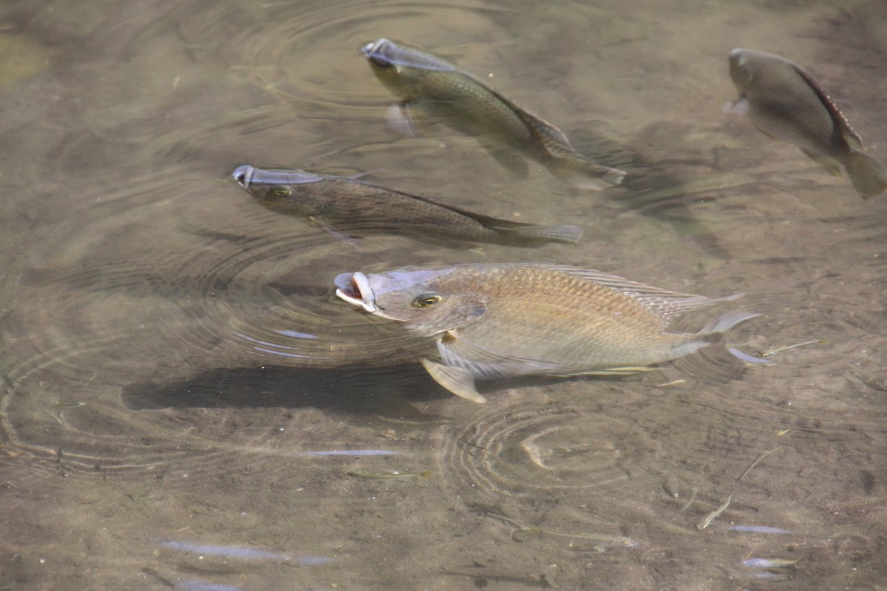ティラピアの写真