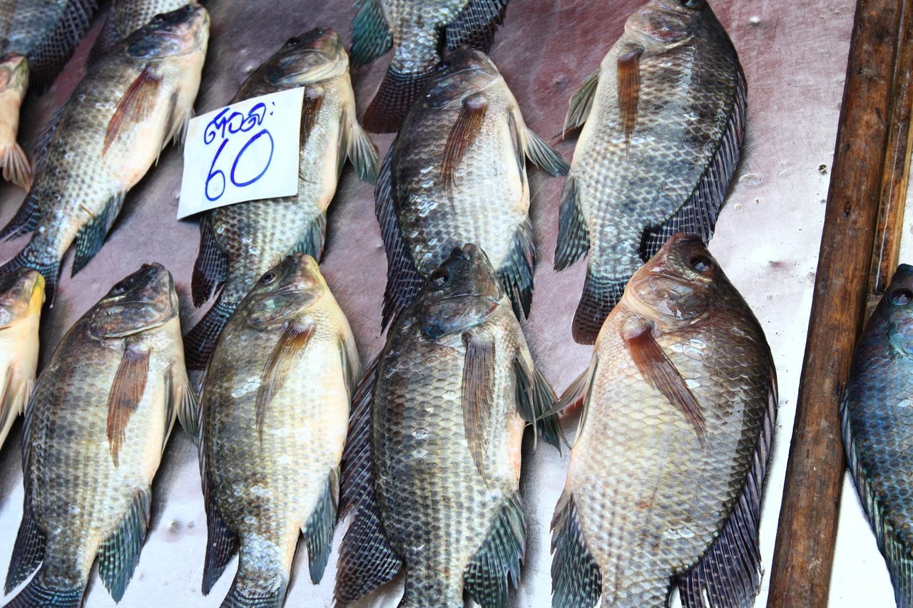 ティラピアの写真