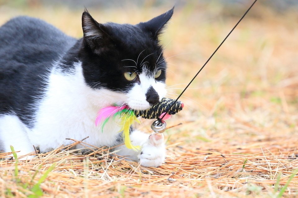 猫釣りって知ってる 釣れるのは魚だけじゃない その魅力について可愛すぎる動画を交えてご紹介 釣りまとめアンテナ